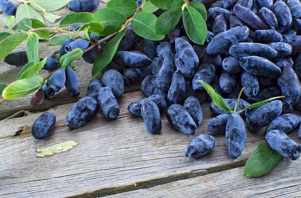 Pile of honeysuckle berries