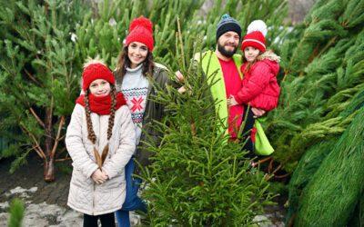 Get Festive with Don O Ray Farm Market this Christmas