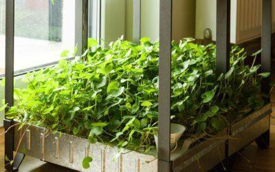 How to Grow Your Own Vegetables Indoors
