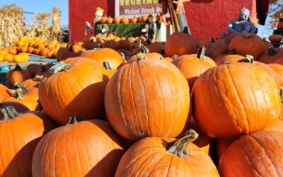 Kelowna Pumpkins For Sale and Fun Adventures for the Family