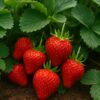 Garden fresh strwberries