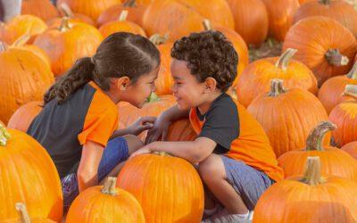 The Great Pumpkin Harvest