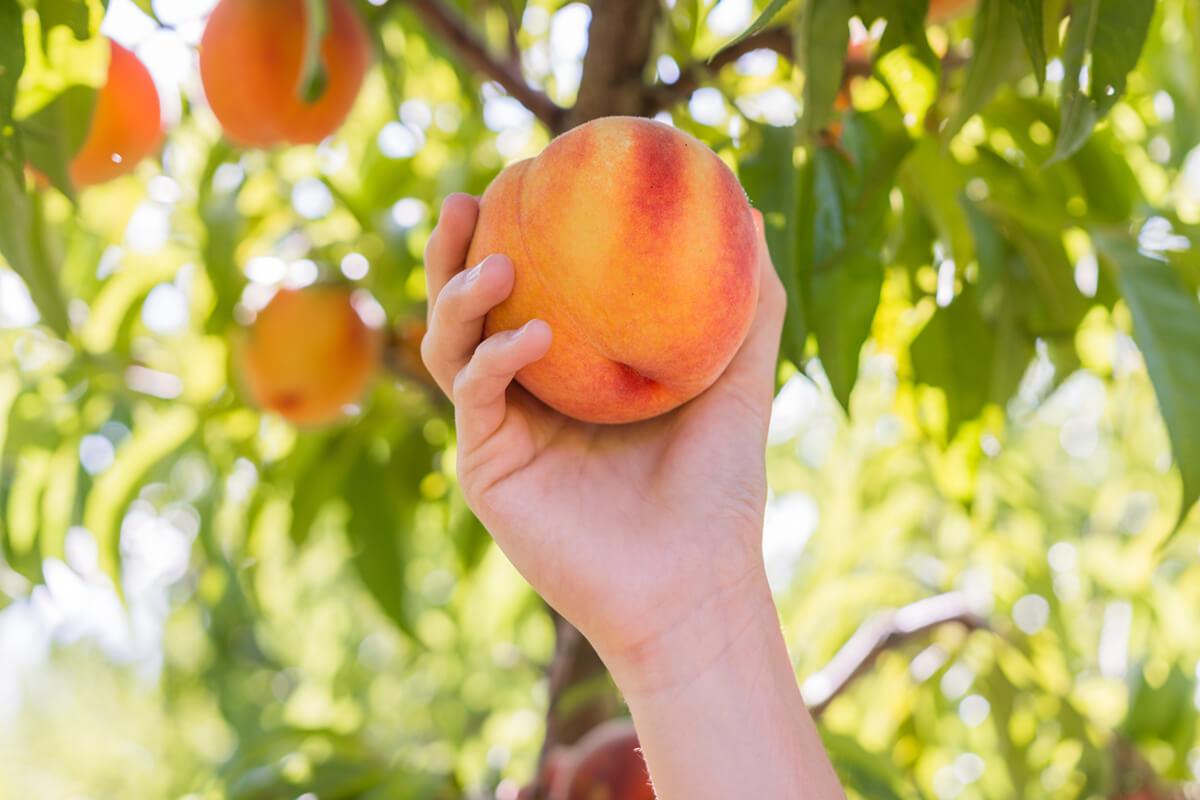 peach picking